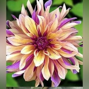 Meet your Posher, Dalia